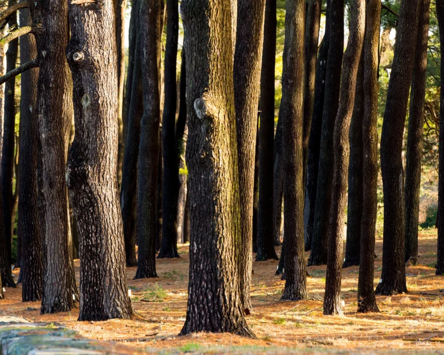 Researchers at Arnold Arboretum study climate change's impact on trees, making it one of Harvard's living labs.