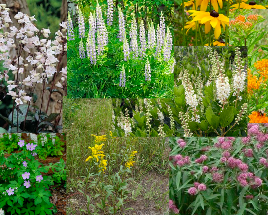 Collage of wild flowers and plant life.