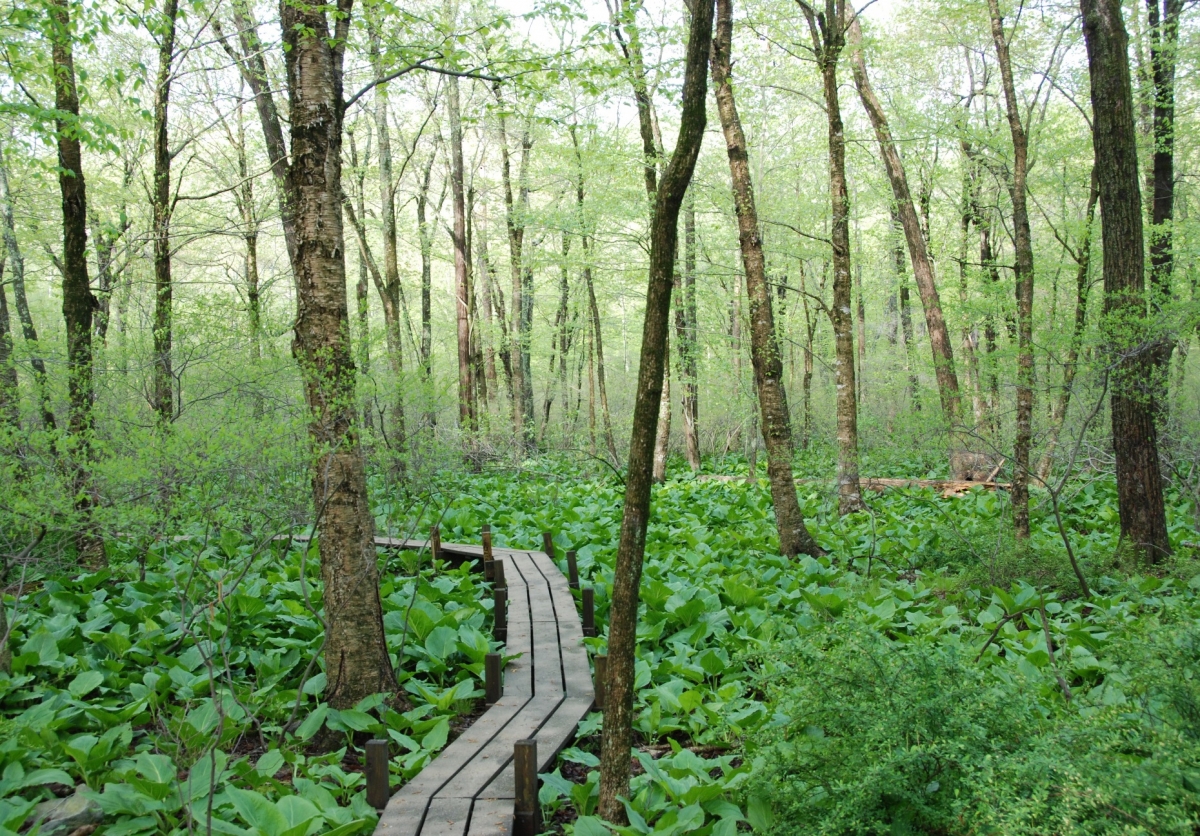 A boardwalk surrounded by trees and greenery in Harvard Forest.