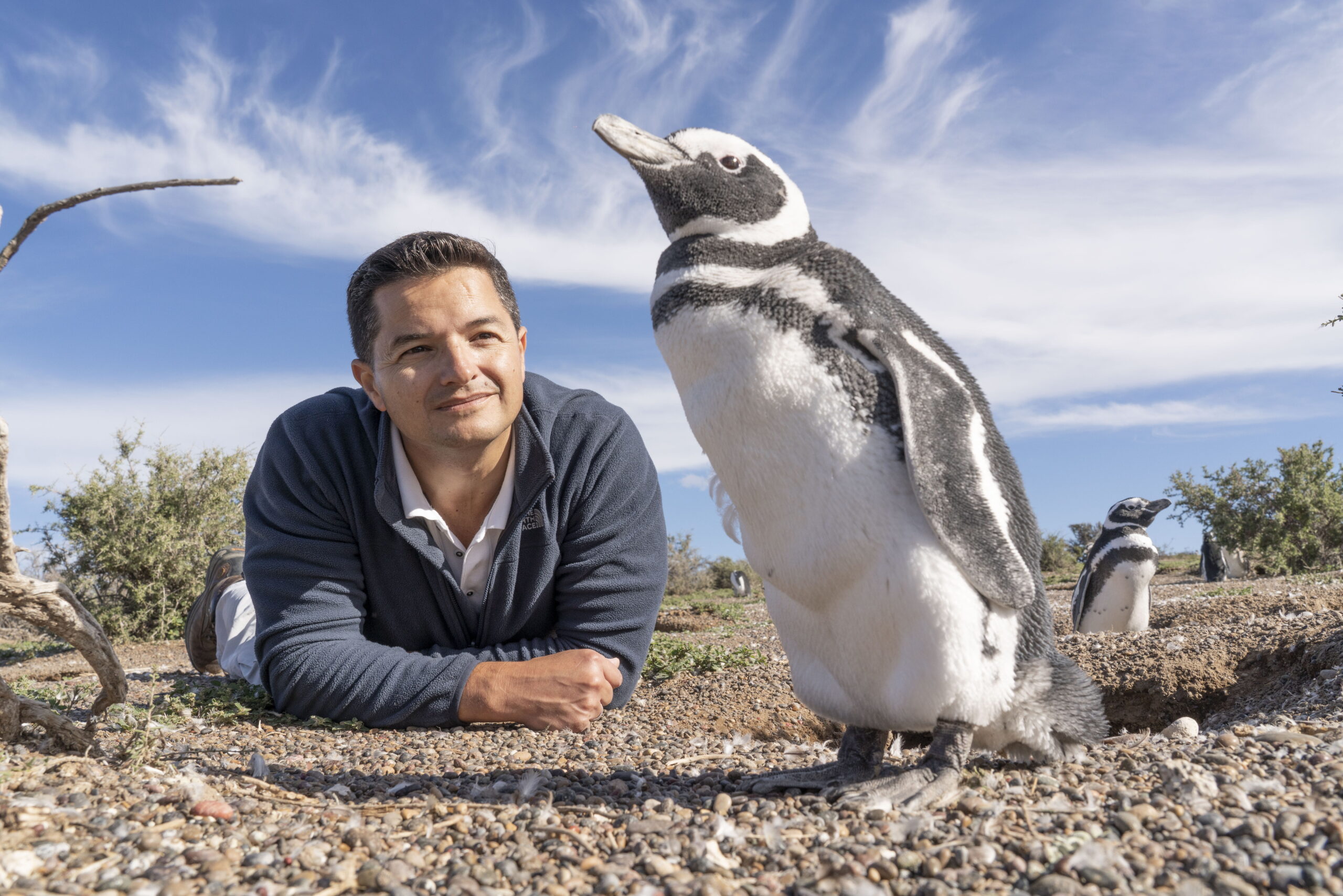 Photo of Pablo Garcia Borboroglu lying on the ground next to a penguin.