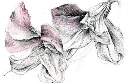 Graphite drawing of a flower