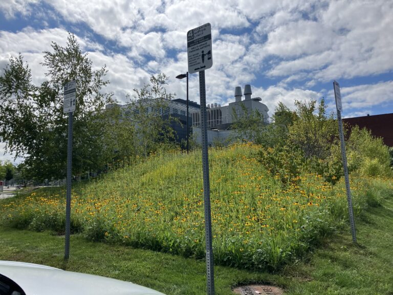 The newly rewilded space after planting, taken April 10, 2023.