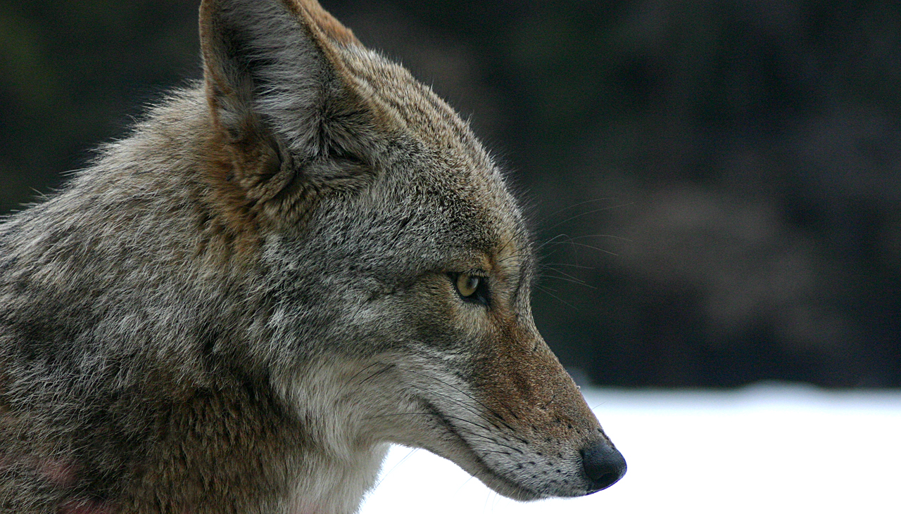 image of a coyote