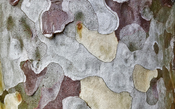 Bark of lacebark pine 663-49*C, the Arboretum's oldest example of the species located off Conifer Path. Ned Friedman