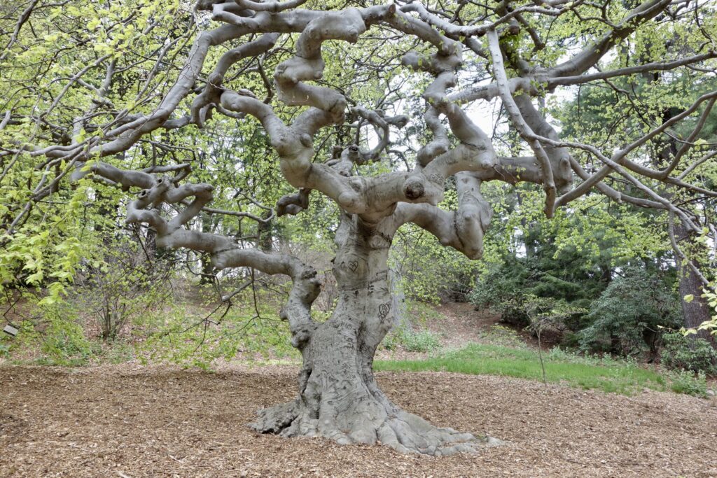 Image of a tree