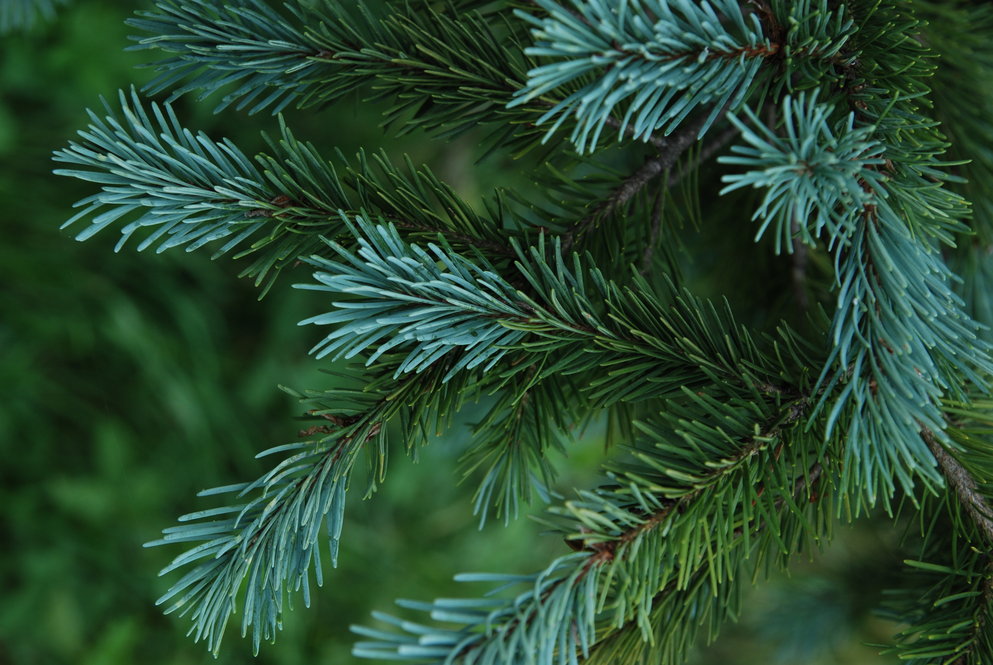 conifer