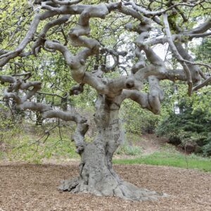 Image of beeches up close