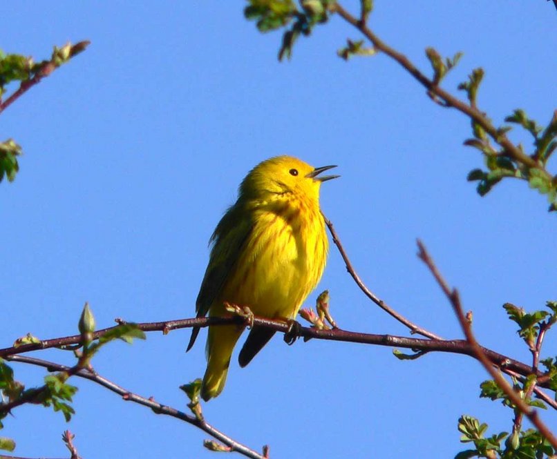 Yellow warbler