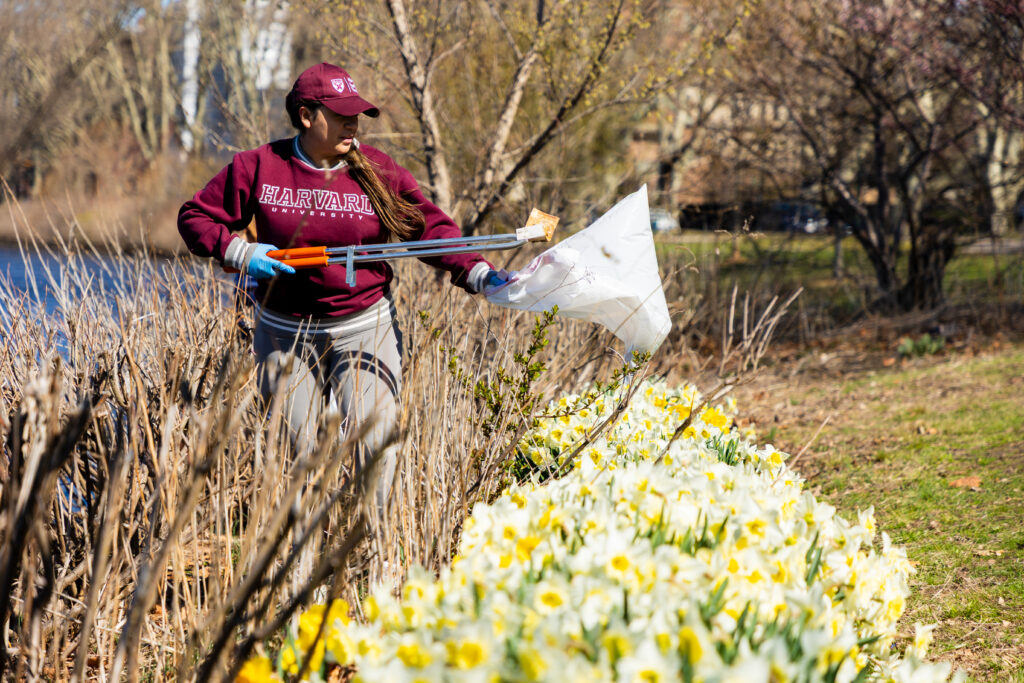 A person wearing a Harvard sweatshirt picks up trash as part of a river clean-up event on a sunny day.