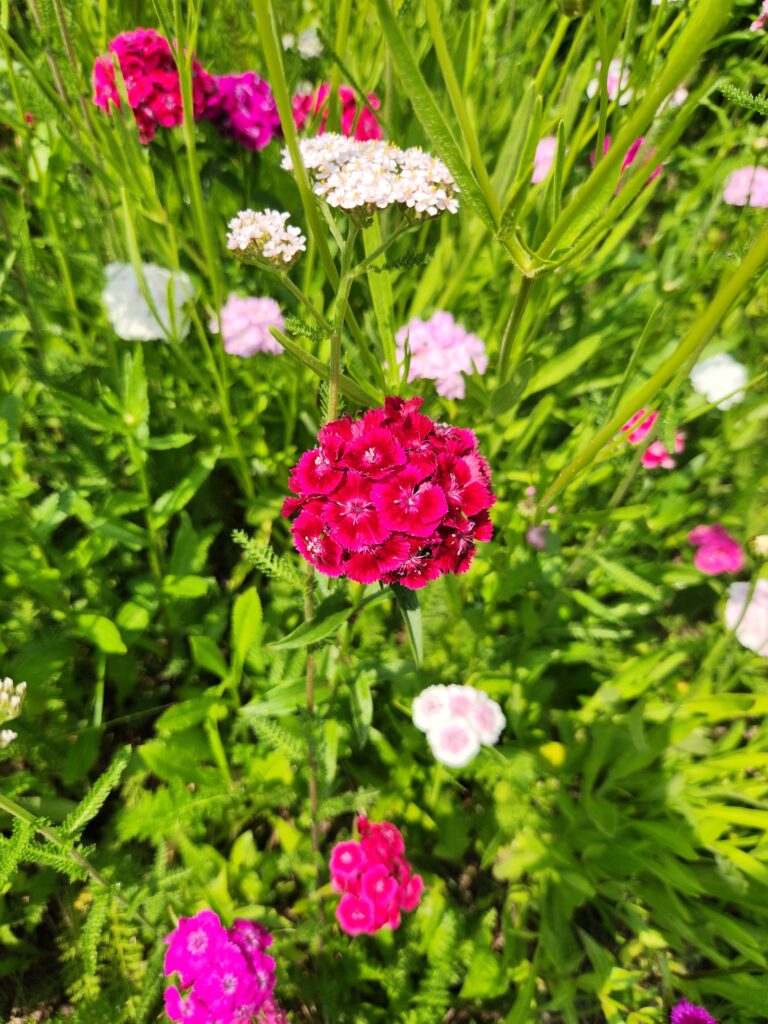 Hot Pink Flower Batten