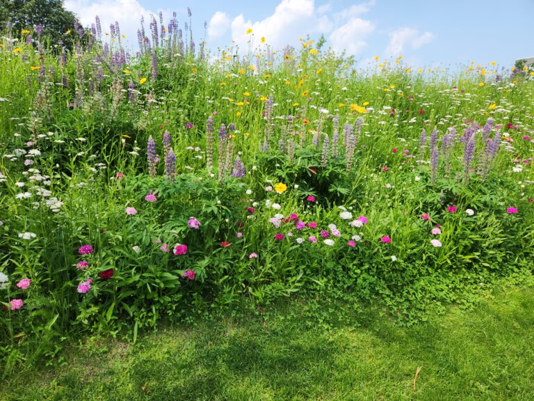 Left of Sign- No Sign – Batten Rewilded Flowers w Grass
