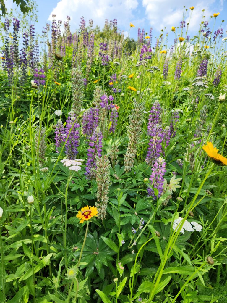 Purple Flower Cluster – No Sign – Batten Rewilded Flowers