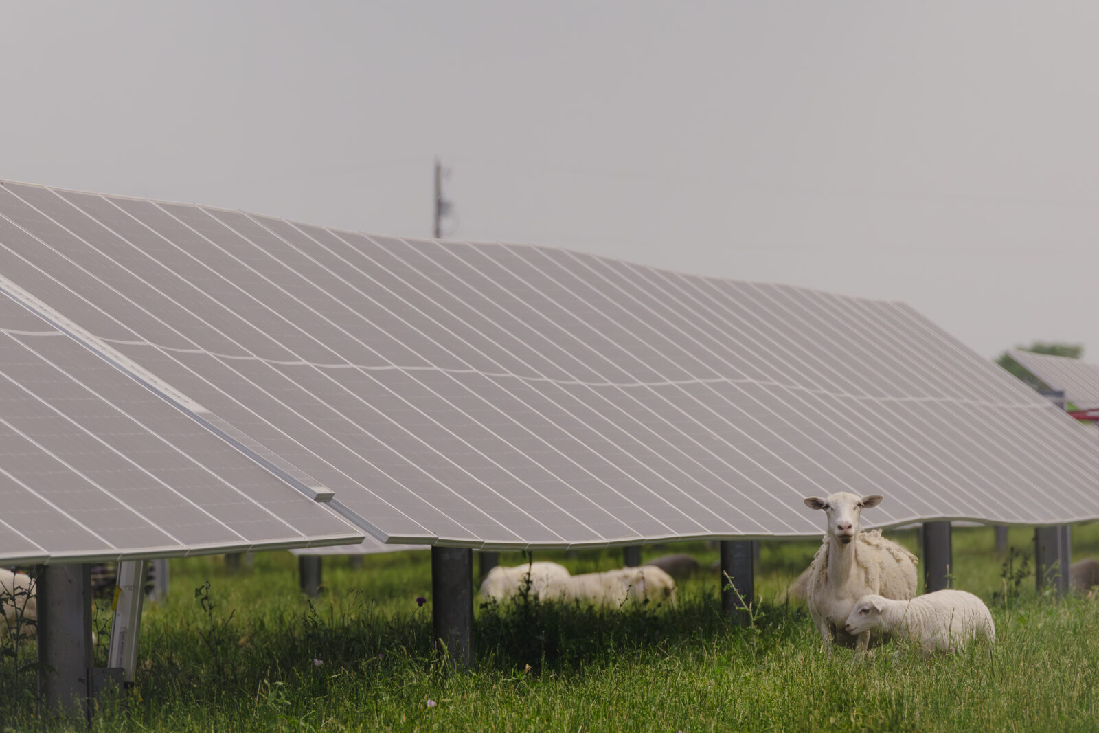 052025_Big Elm Solar_158