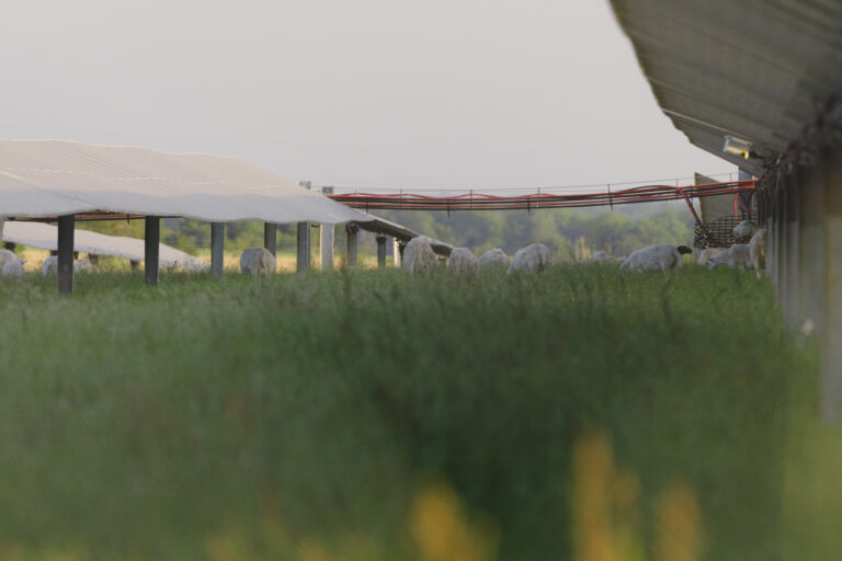 Solar panels at Big Elm