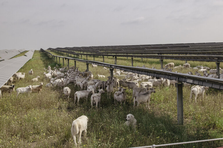 Sheep graze under a solar panel at Big Elm Solar.