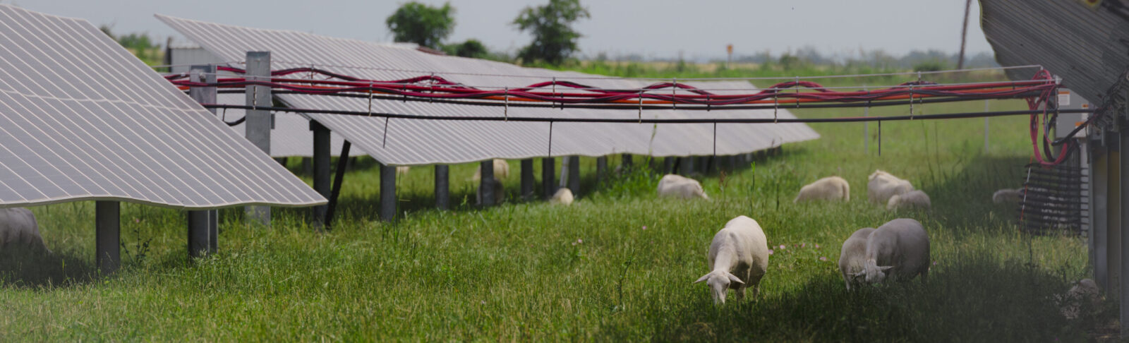 Sheep grazing under Big Elm solar panels.