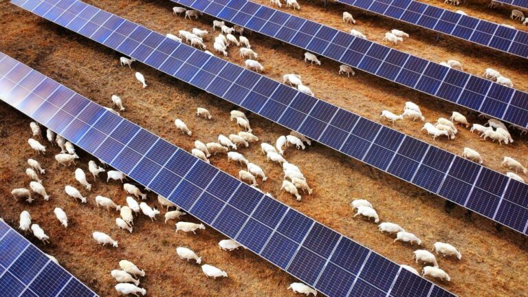 Sheep graze under solar panels at Big Elm Solar in Texas.