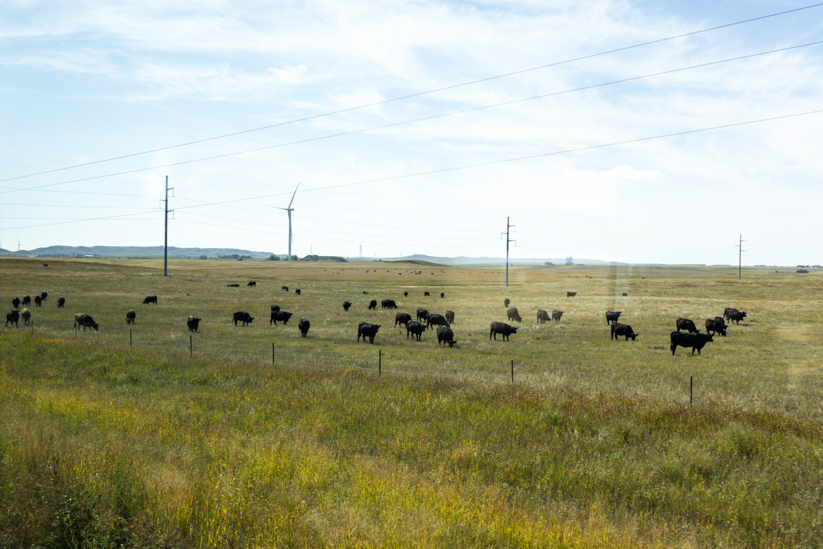 Wind turbines at Bowman Wind with livestock in the foreground.