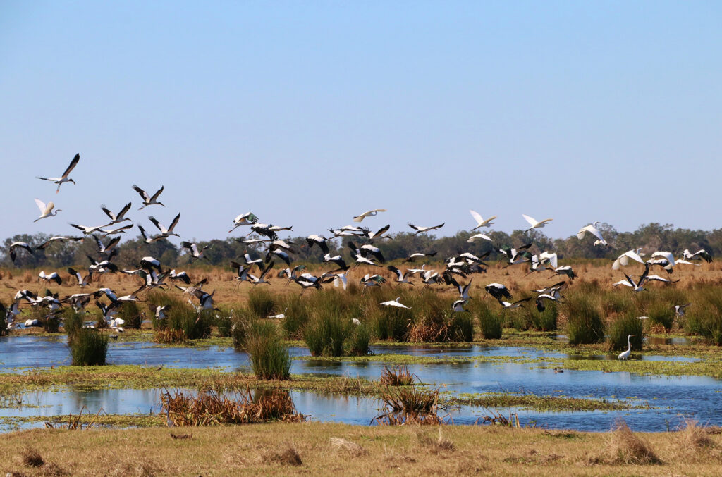 Flock of birds flying over a marsh.