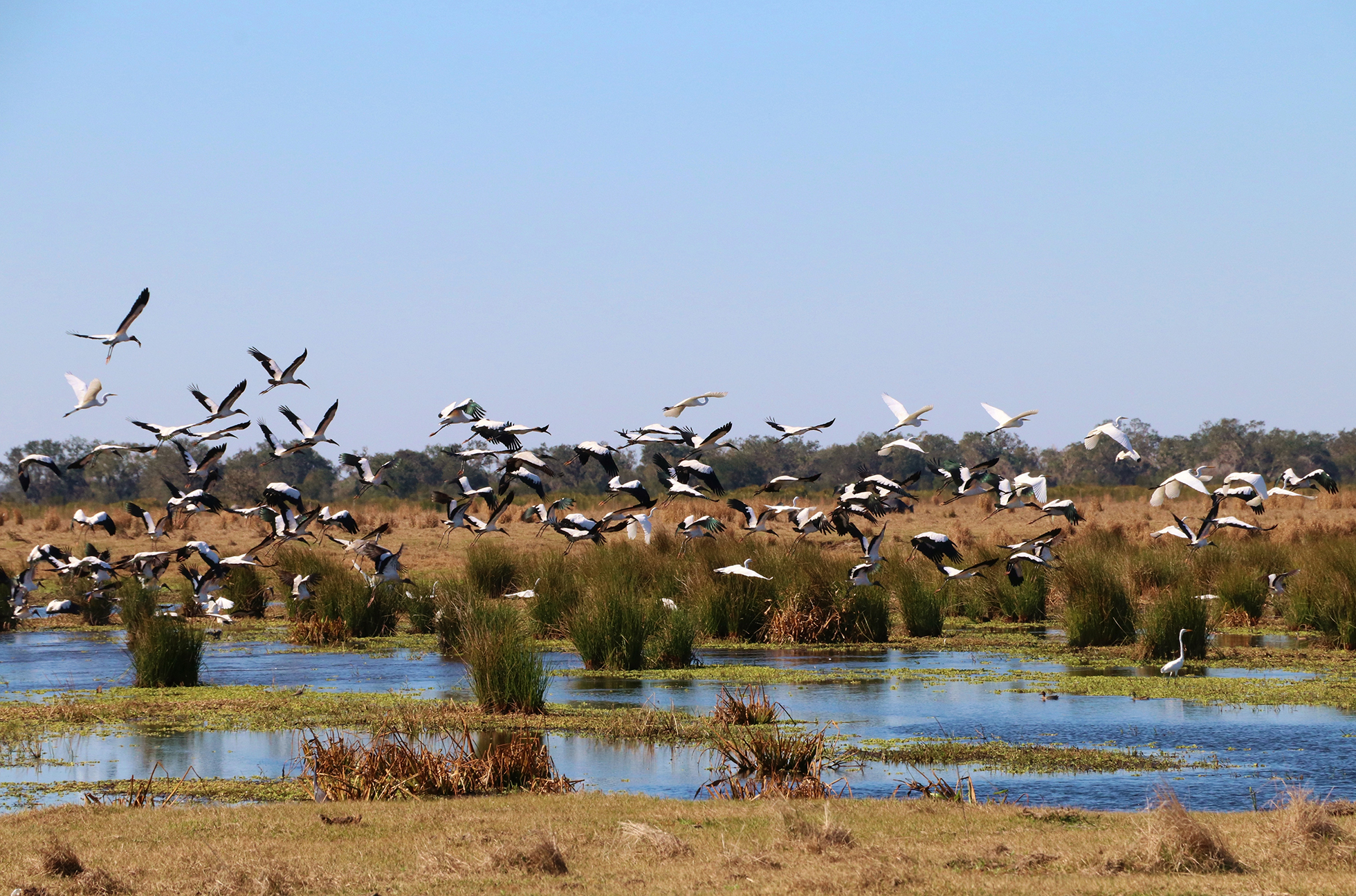 Flock of birds flying over a marsh.